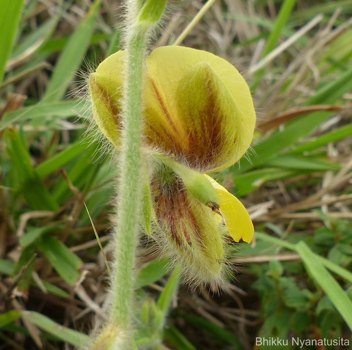 Crotalaria calycina Schrank